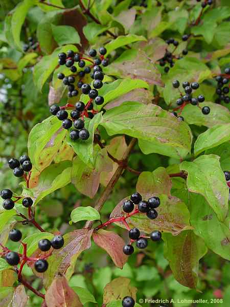 Cornus sanguinea