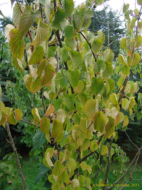 Davidia involucrata