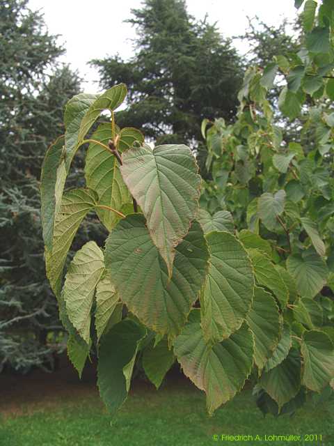 Davidia involucrata