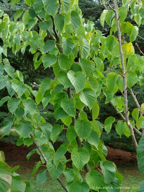 Davidia involucrata