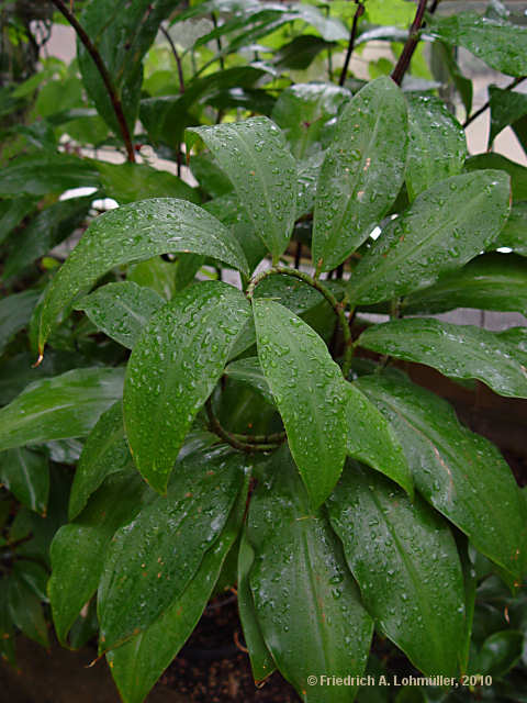 Costus deistellii