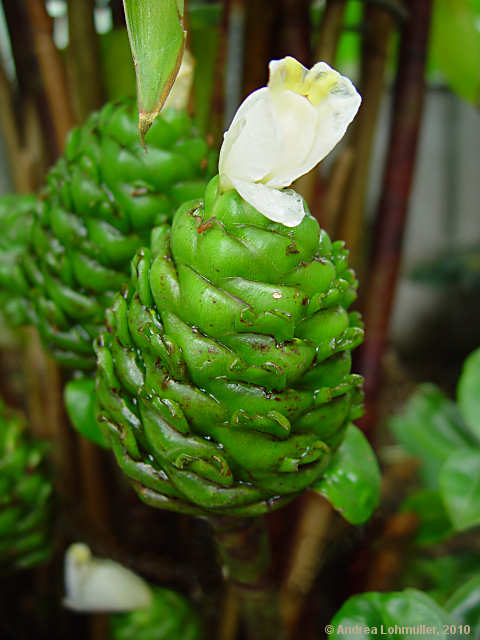 Costus deistellii