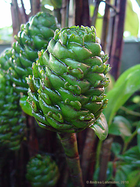 Costus deistellii