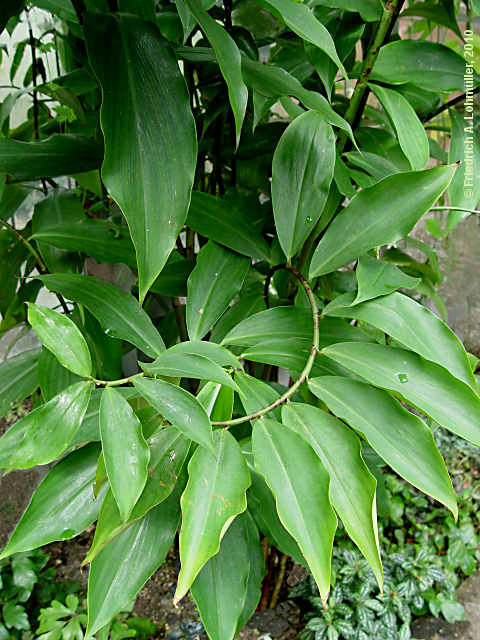 Costus deistellii