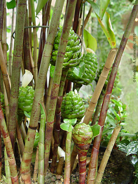 Costus deistellii