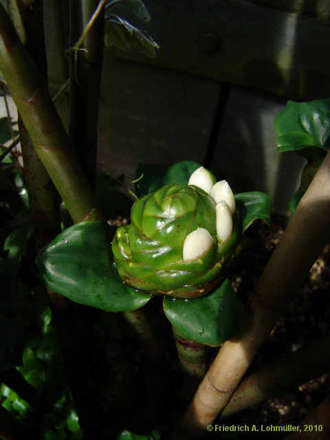 Costus deistellii