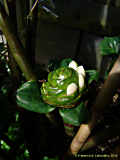 Costus deistellii