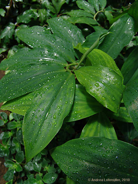 Costus deistellii