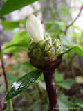 Costus lucanusianus