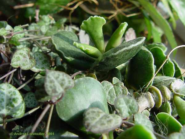 Adromischus maculatus