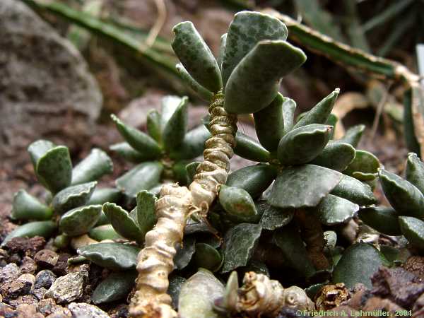 Adromischus maculatus