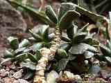 Adromischus maculatus