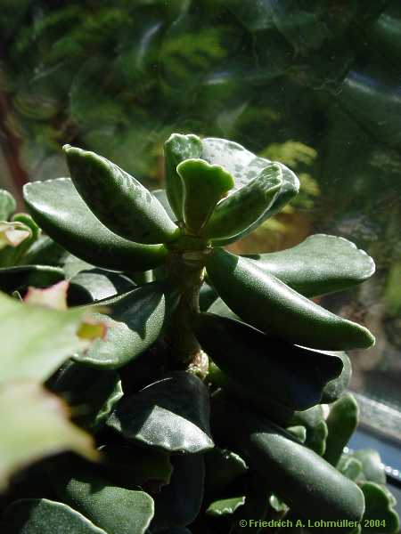 Adromischus maculatus