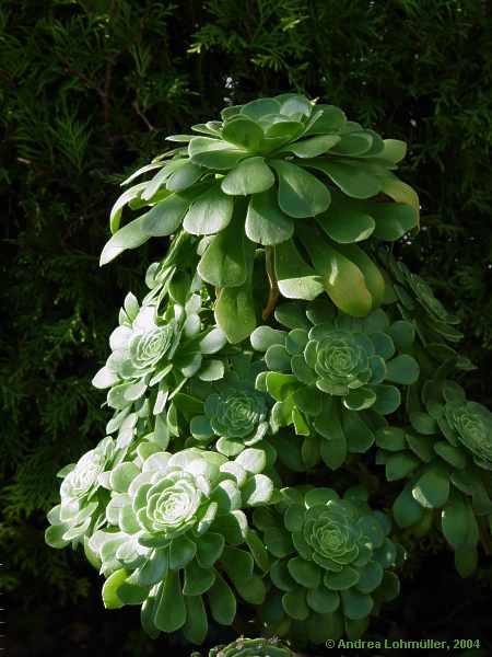 Aeonium arboreum