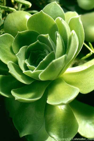 Aeonium canariense