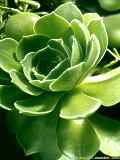 Aeonium