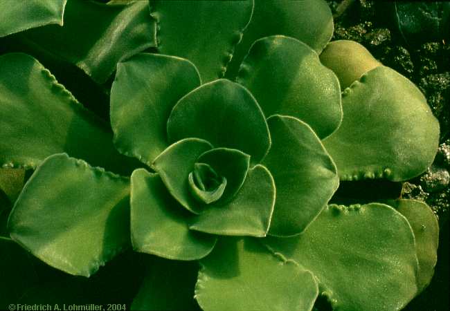 Aeonium canariense