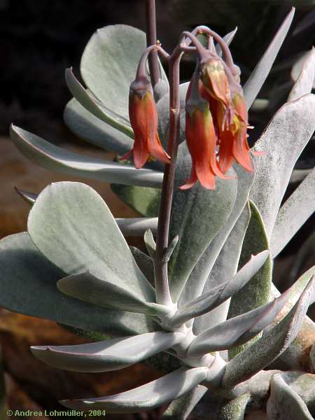 Cotyledon barbeyi