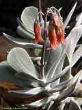 Cotyledon