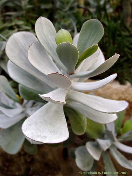 Cotyledon barbeyi