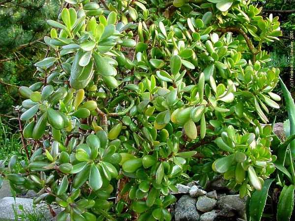 Crassula ovata