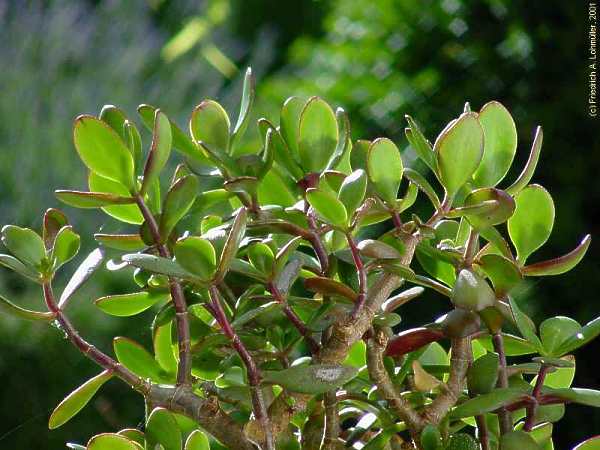 Crassula ovata