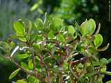 Crassula portulacea, Crassula ovata