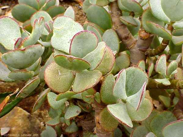 Crassula arborescens