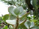 Crassula arborescens