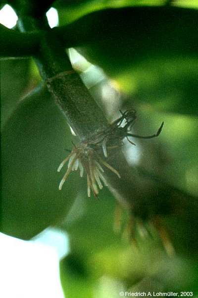 Crassula ovata