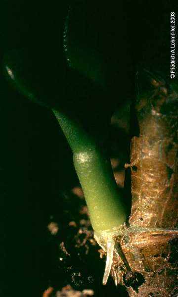 Crassula ovata