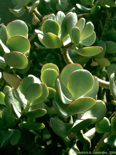 Crassula arborescens