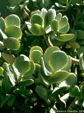 Crassula