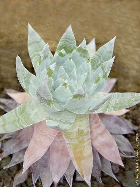 Dudleya brittonii