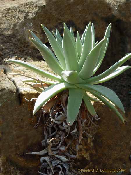 Dudleya cultrata