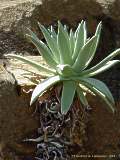 Dudleya cultrata