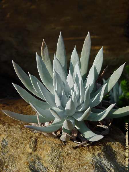 Dudleya farinosa