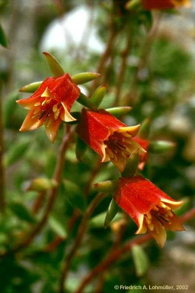 Echeveria harmsii