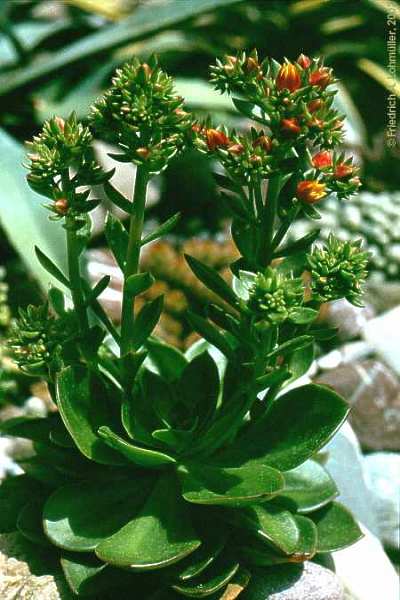 Echeveria gibbiflora