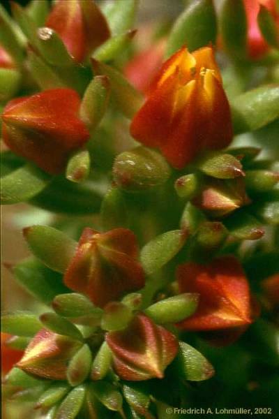 Echeveria gibbiflora