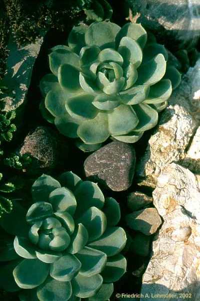 Echeveria harmsii