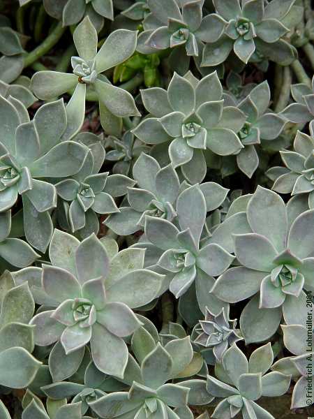 Graptopetalum paraguayense