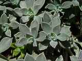 Graptopetalum paraguayense