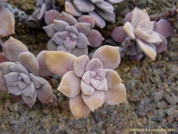 Graptopetalum pentandrum