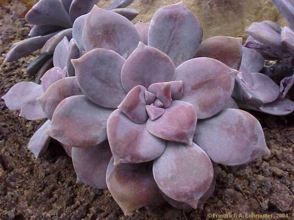 Graptopetalum pentandrum