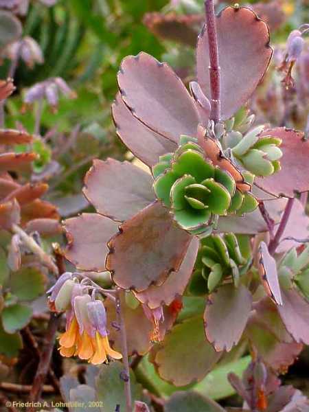 Kalanchoe fedschenkoi