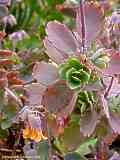 Kalanchoe fedschenkoi