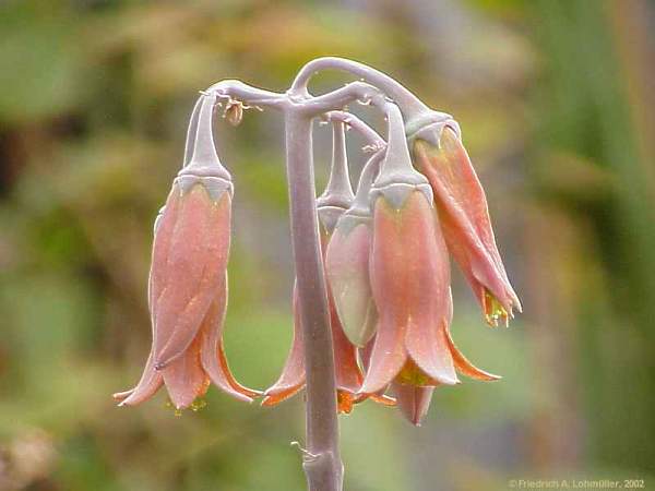 Kalanchoe fedschenkoi