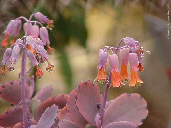 Kalanchoe fedschenkoi