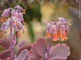 Kalanchoe fedschenkoi